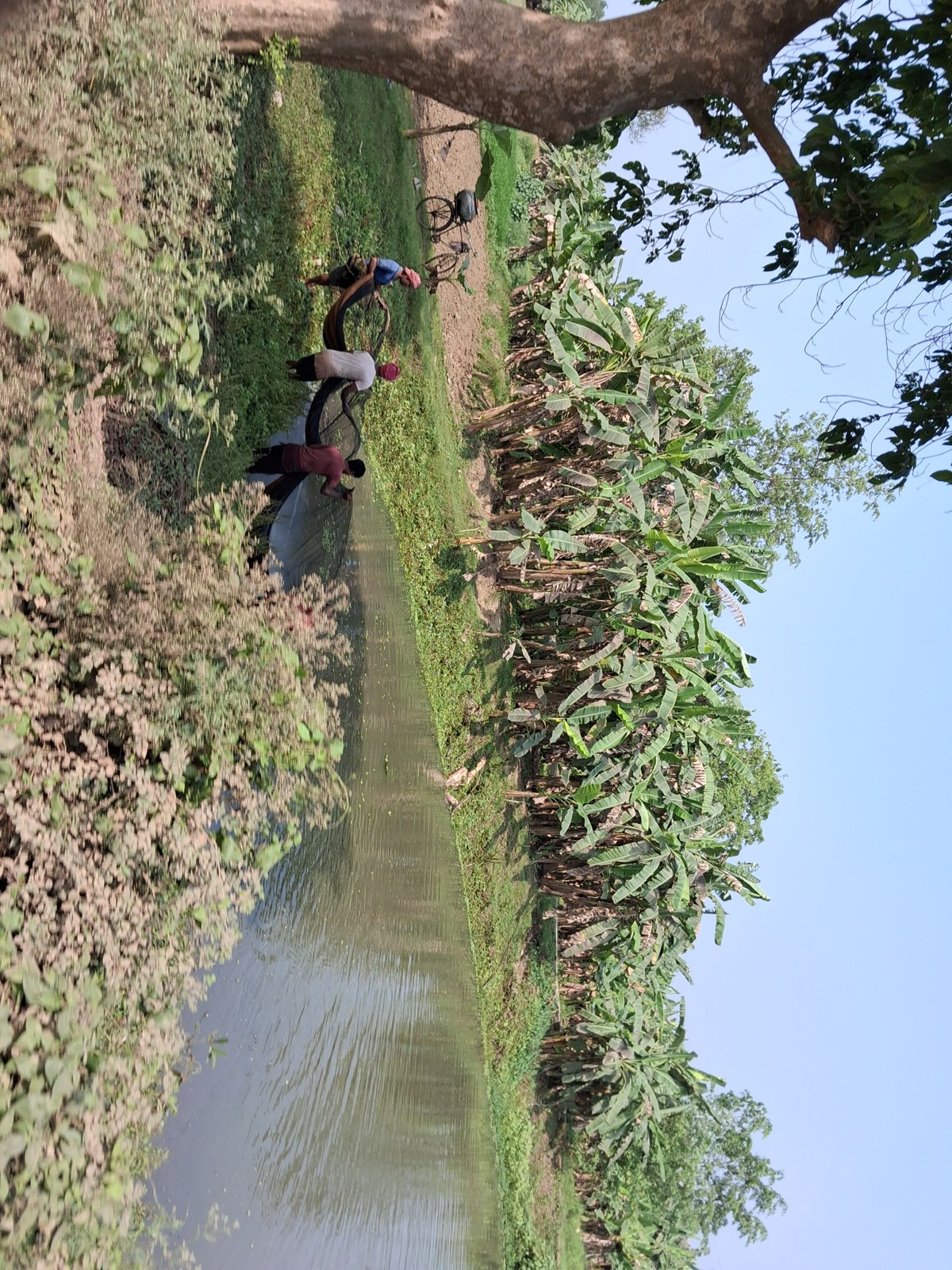 People beside a pond shaded by a tree, with banana plants on the opposite bank.
